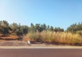 Non-developable land for sale on España, Ulldecona, ref: TR317629 photo