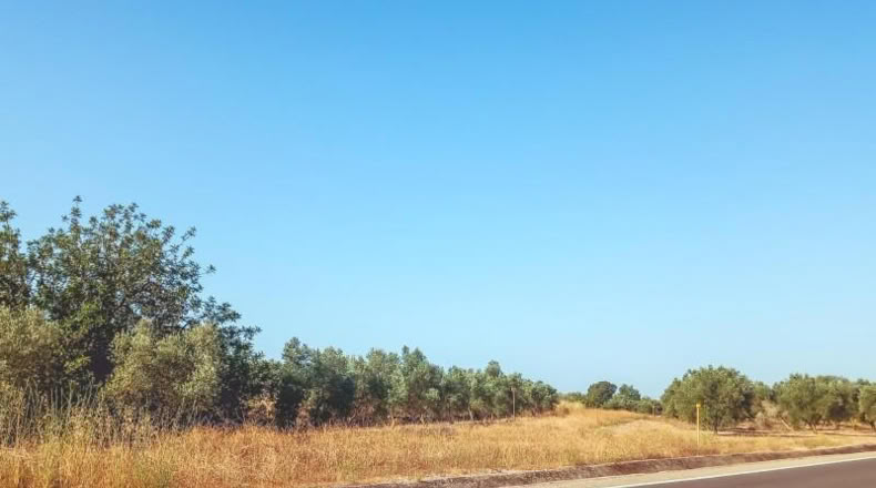 Tarragona - Ulldecona - 6636m2