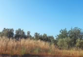 Non-developable land for sale on España, Ulldecona, ref: TR317629 photo