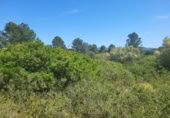 Terreny no urbanitzable en venda a la España, la Vall d'Alba, ref.: TR312010 foto