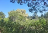 Terreny no urbanitzable en venda a la España, la Vall d'Alba, ref.: TR312010 foto