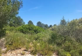 Foto 7