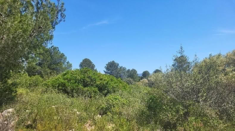 Castellon - Vall d'Alba - 19959m2