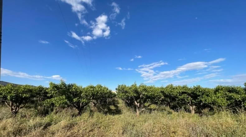 Valencia - Benimodo - 2042m2