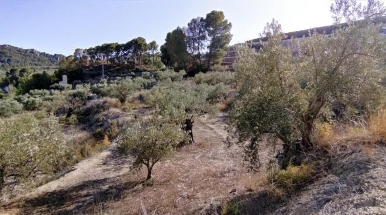 Múrcia - Calasparra - 3300m2