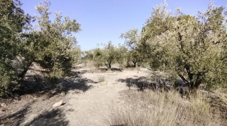 Múrcia - Calasparra - 3300m2