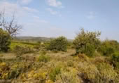 Terreny no urbanitzable en venda a la España, Llíria, ref.: TR115232 foto