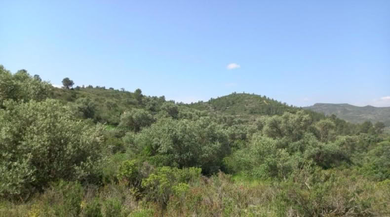 Tarragona - Miravet - 10047m2