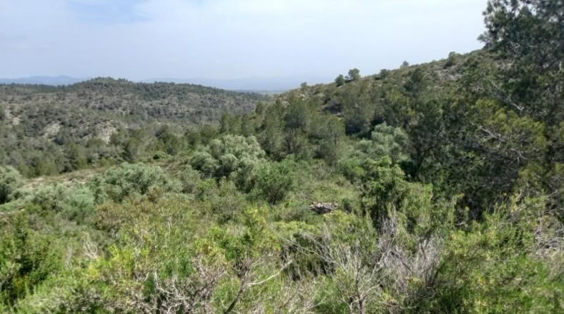 Tarragona - Miravet - 10047m2