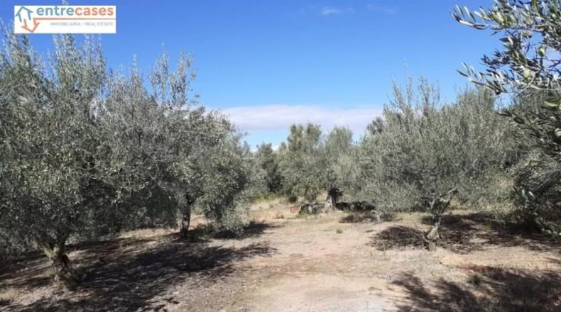 Castellón - Jérica - 464m2