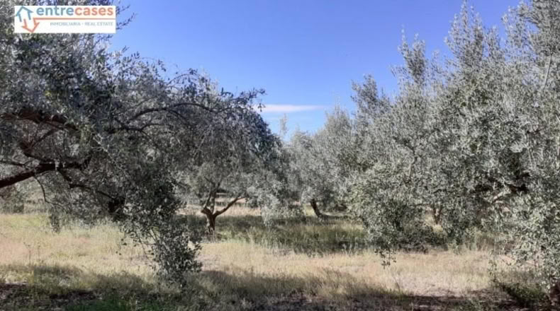 Castellón - Jérica - 464m2