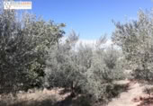 Terreny no urbanitzable en venda a la España, Xèrica, ref.: TR178404 foto
