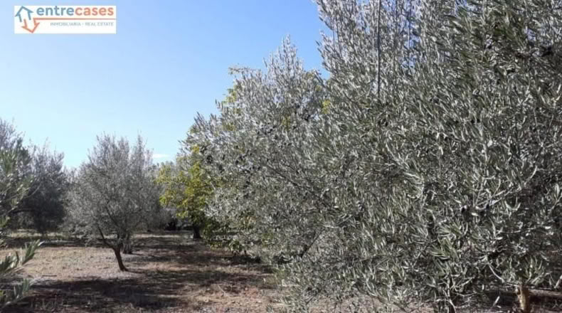 Castellón - Jérica - 464m2