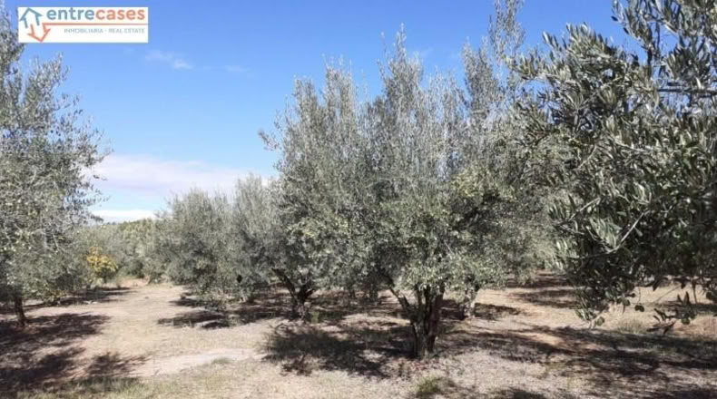 Castellón - Jérica - 464m2