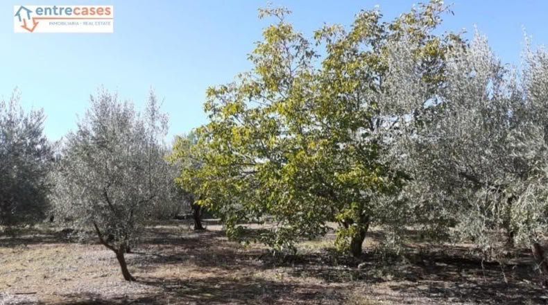 Castellón - Jérica - 464m2