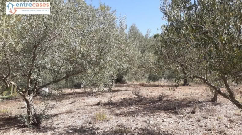 Castellón - Jérica - 464m2