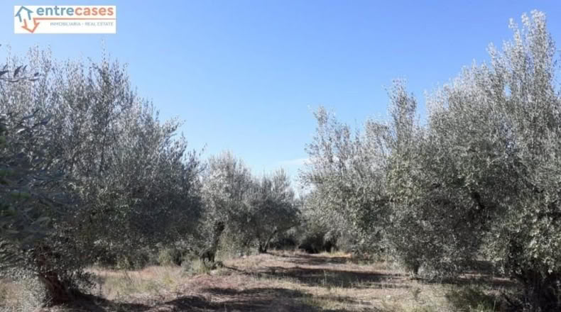 Castellón - Jérica - 464m2