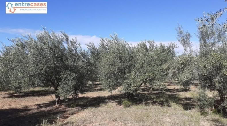 Castellón - Jérica - 464m2