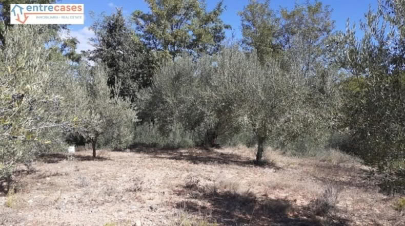 Castellón - Jérica - 464m2
