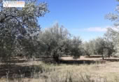 Terreny no urbanitzable en venda a la España, Xèrica, ref.: TR178404 foto