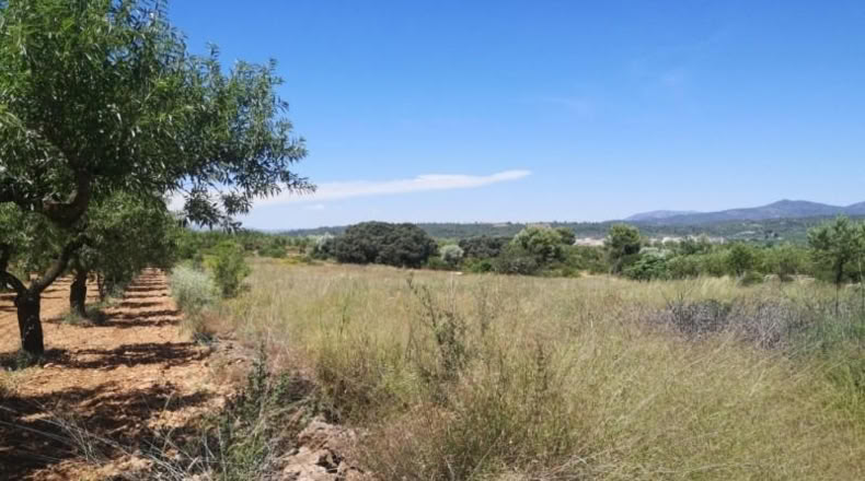 Castellón - Vall d'Alba - 5718m2