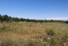 la Vall d'Alba 5718&nbsp;m² 