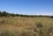 Terreny no urbanitzable en venda a la España, la Vall d'Alba, ref.: TR121904 foto