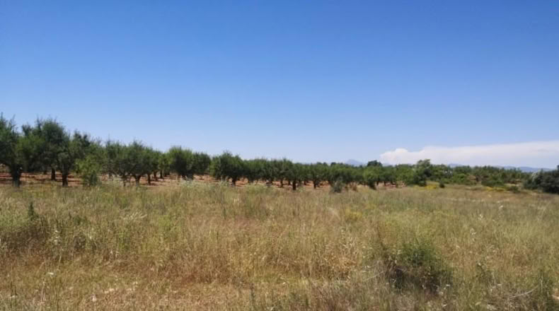 Castellón - Vall d'Alba - 5718m2