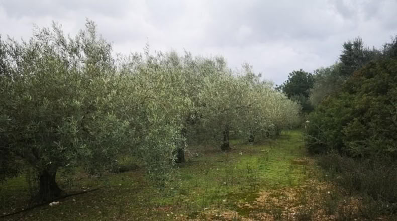 Tarragona - Ulldecona - 6122m2