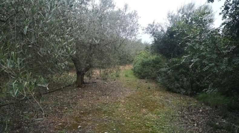Tarragona - Ulldecona - 6122m2
