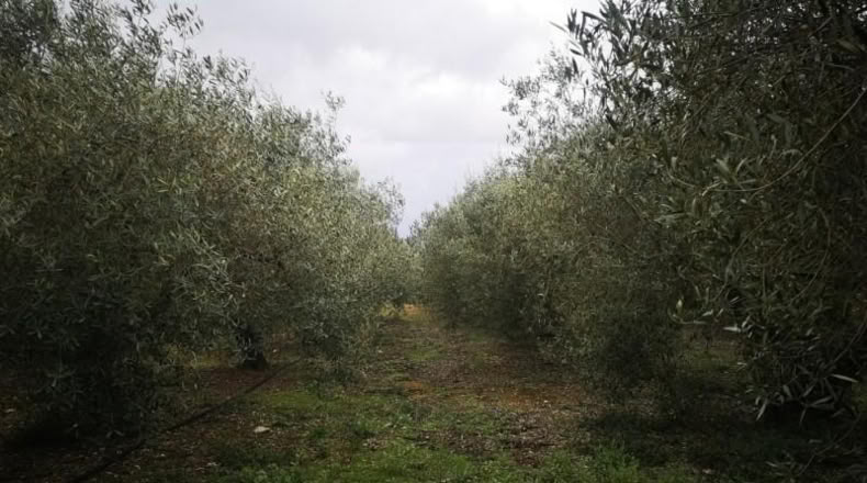 Tarragona - Ulldecona - 6122m2
