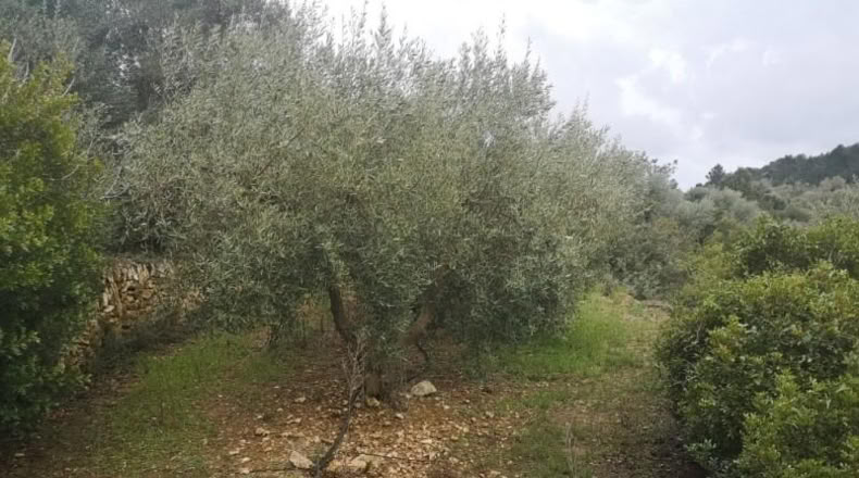 Tarragona - Ulldecona - 6122m2
