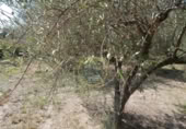 Non-developable land for sale on España, Ontinyent, ref: TR348935 photo