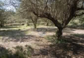 Non-developable land for sale on España, Ontinyent, ref: TR348935 photo