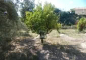 Non-developable land for sale on España, Ontinyent, ref: TR348935 photo