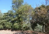 Non-developable land for sale on España, Ontinyent, ref: TR348935 photo