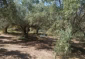 Non-developable land for sale on España, Ontinyent, ref: TR348935 photo