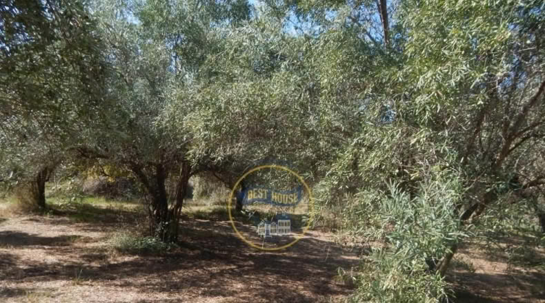 Валенсия - Onteniente - 2650m2