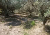 Non-developable land for sale on España, Ontinyent, ref: TR348935 photo