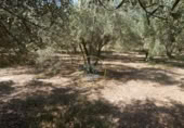 Non-developable land for sale on España, Ontinyent, ref: TR348935 photo