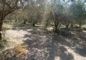 Non-developable land for sale on España, Ontinyent, ref: TR348935 photo