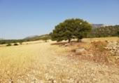 Land suitable for development for sale on España, Lorca, ref: TR328750 photo