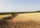 Land suitable for development for sale on España, Lorca, ref: TR328750 photo