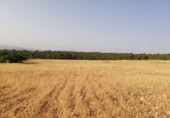 Land suitable for development for sale on España, Lorca, ref: TR328750 photo