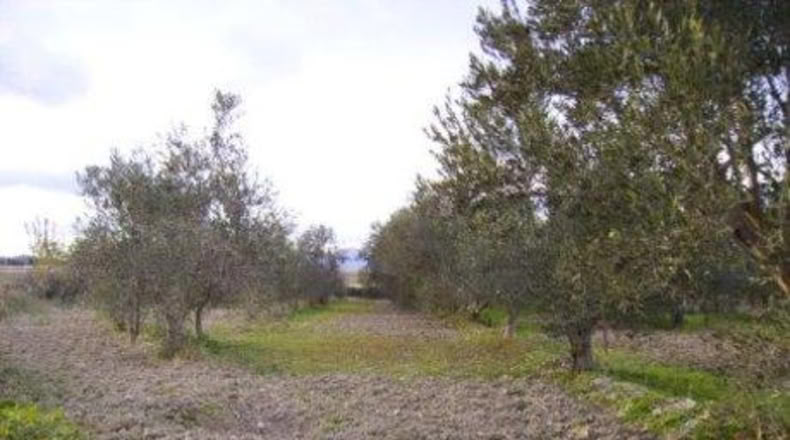 Múrcia - Calasparra - 2173m2