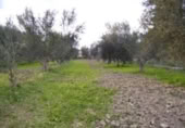 Terreny no urbanitzable en venda a la España, Calasparra, ref.: TR119446 foto
