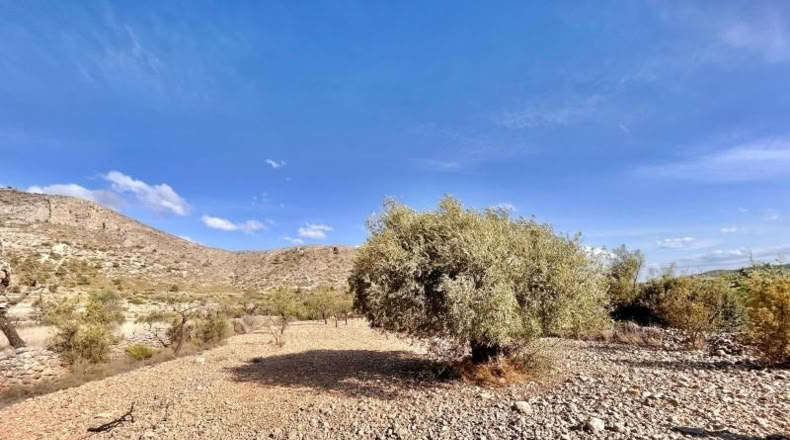 Alicante - Oriola - 2910m2