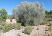 Terreny no urbanitzable en venda a la España, la Vall d'Alba, ref.: TR121905 foto