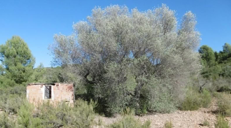 Castellón - Vall d'Alba - 12117m2