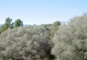 Terreny no urbanitzable en venda a la España, la Vall d'Alba, ref.: TR121905 foto
